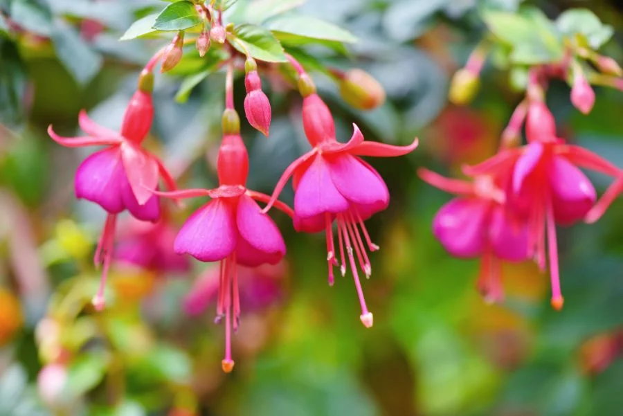 FLORES CON FORMA DE CAMPANA - Orquídeas Las Mesas